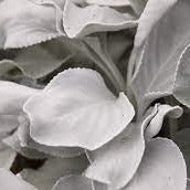 SENECIO ANGEL WINGS