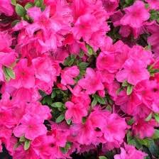 Azalea J. Anne Frank