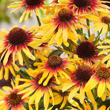 ECHINACEA SunSeekers Tequila Sunrise