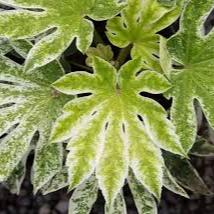 Fatsia japonica Spiders Web