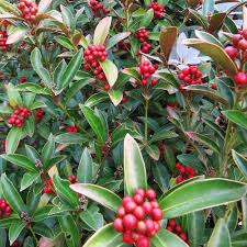 SKIMMIA J. REEV JANNE