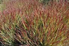 Panicum-Squaw-Plant-1