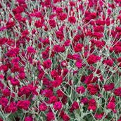 LYCHNIS-Gardeners-World-Flower-1