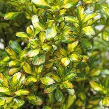 Coprosma Lemon & Lime