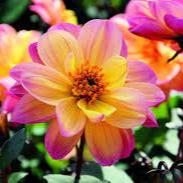 Dahlia Dreamy Fantasy