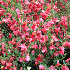 Cytisus Boskoop Ruby