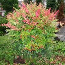 Nandina dom. Gulfstream