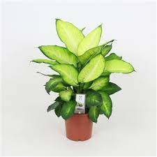 Dieffenbachia Summer Style  P17