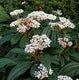 Viburnum davidii