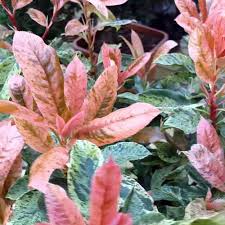 Photinia serratifolia Pink crispy