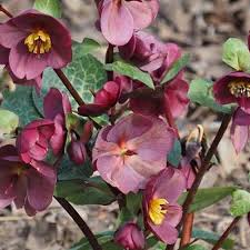 Helleborus Frostkiss Vibey Velvet