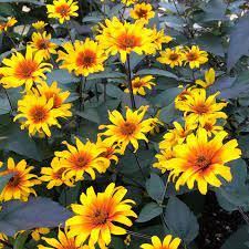 HELIOPSIS Burning Hearts