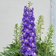 DELPHINIUM delgenius Kingsley