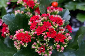 Flaming Katie Kalanchoe Gardenlina Red (12cm Pot)