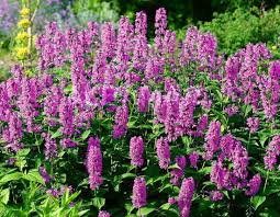 Nepeta Nervosa Pink Cat