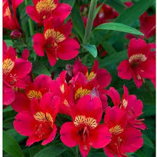 ALSTROEMERIA sp. Summer Pepper