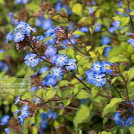 Ceratostigma willmottianum