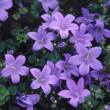 CAMPANULA muralis Major LOOKING 30