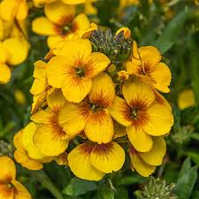 Erysimum Winter Spirit