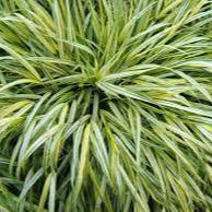 Hakonechloa macra Aureola