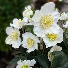 Helleborus noger  Special Selection  / 2 Ltr pot