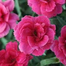 Dianthus Pillow Pink 2 Ltr