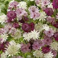 Astrantia mix