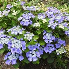 Hydrangea mac. Nizza Blue