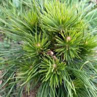 Pinus mugo Varella  (20-25 CM C3 Pot)