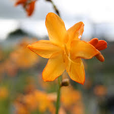 Crocosmia George Davidson