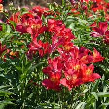 Alstroemeria Summer Red