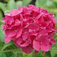 Hydrangea macr.  Pink  / 5 Ltr pot