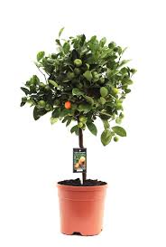 Citrofortunella microcarpa Citrus Calamondin on stem