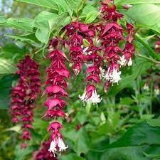 Leycesteria formosa