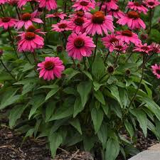 ECHINACEA p. Sombrero Rose