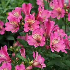 ALSTROEMERIA sp. Summer Saint