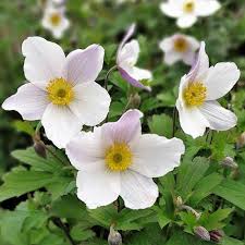 ANEMONE Dainty Swan