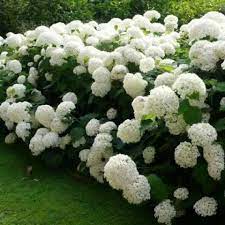 HYDRANGEA ARB. ANNABELLE 5ltr