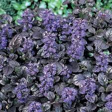 Ajuga reptans  Braunherz