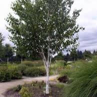 Betula Jacquemontii