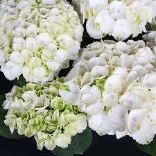 HYDRANGEA M. ICE GIRL 7.5ltr