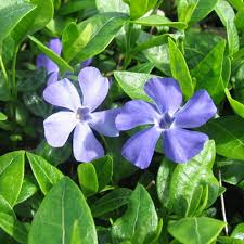 Vinca minor Blue