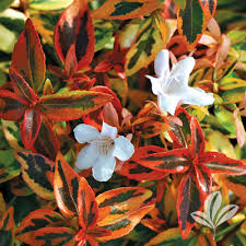 Abelia grandifl. Kaleidoscope