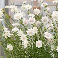 SCABIOSA incisa Kudo White