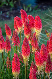 KNIPHOFIA Pyromania Rockets Red Glare