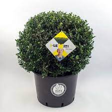 Ilex crenata Green Glory  35 CM BALL