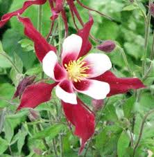 Aquilegia Red Hobbit