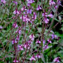 Verbena Bampton