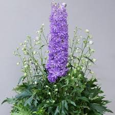 DELPHINIUM Delgenius Breezin