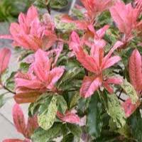 PHOTINIA S. PINK CRISPY